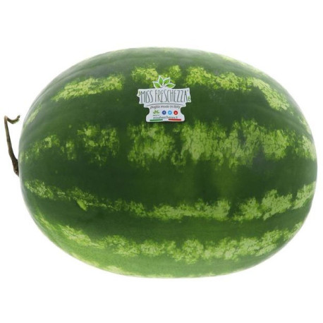 PASTEQUE ALLONGEE BOX KG